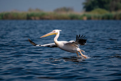 Bird in a lake