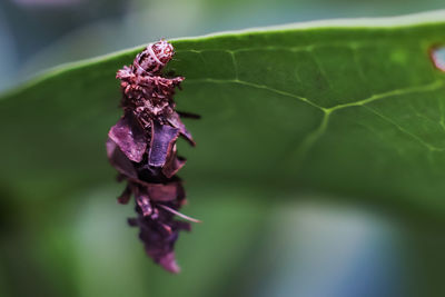 Tinea pellionella, a case-bearing moth