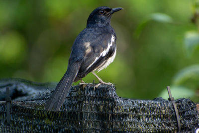 Close-up of bird perching on wood