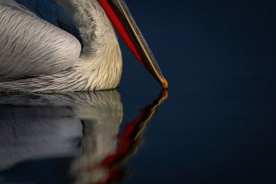 Close-up of pelican