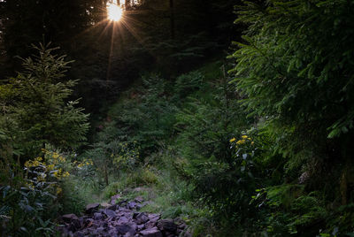 Trees growing in forest