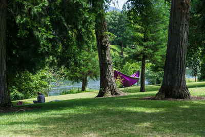 Trees in park