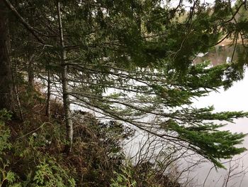Trees growing in forest
