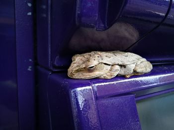 Close-up of frog on metal