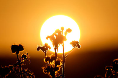 Close-up of silhouette floering plants against the huge glowing  sun and red orange sky at sunset. 