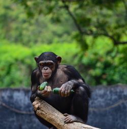 Monkey sitting on tree in zoo