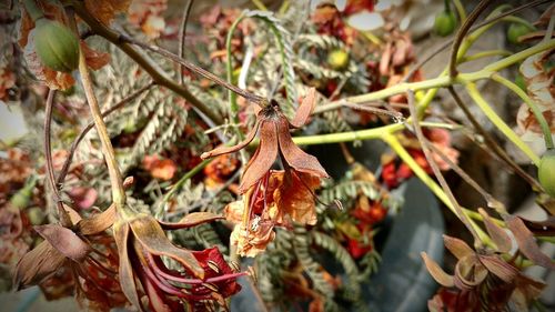 Close-up of autumn leaves on tree