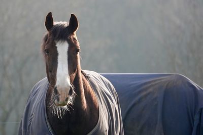 Horse in ranch