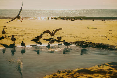 Birds on beach against sky during sunset