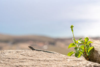 Close-up of plant growing on land