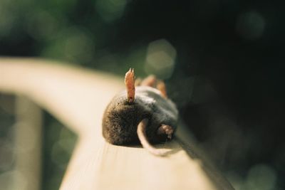 Close-up of hand feeding