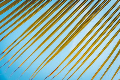 Low angle view of palm trees against sky