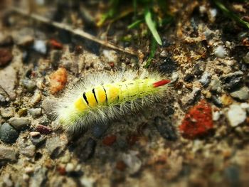 Close-up of caterpillar on rock