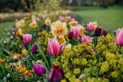 Vibrant tulips and daffodils in springtime flowerbeds in hyde park