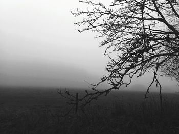 Bare tree on landscape against sky