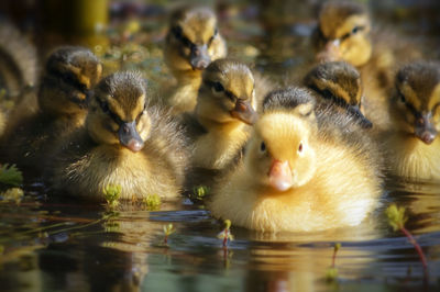 Ducklings swimming my pond