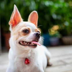 Close-up of a dog looking away