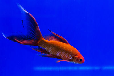 Close-up of fish swimming in sea