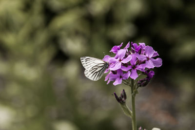 Close-up of butterfly pollinating on purple flower