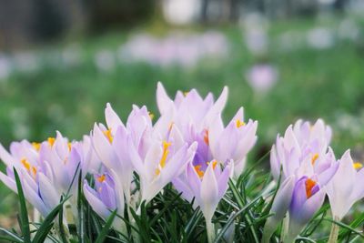 Close-up of purple flowers blooming in field