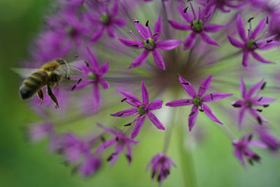 Close-up of bee pollinating on pink flower