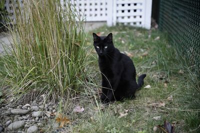 Portrait of black cat sitting on grass