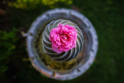 Close-up of pink flower