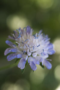 Close-up of purple flowers