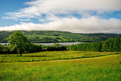 Scenic view of field against sky