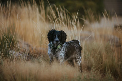 Dog in a field