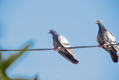 bird