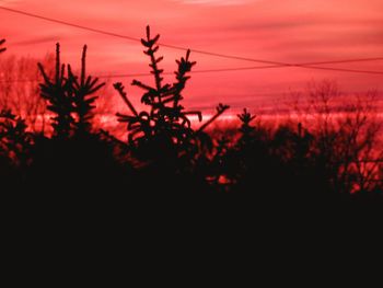 Close-up of silhouette tree against orange sky