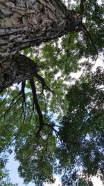 Low angle view of trees against sky