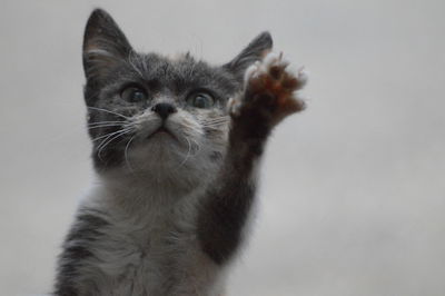 A little cat on the window 