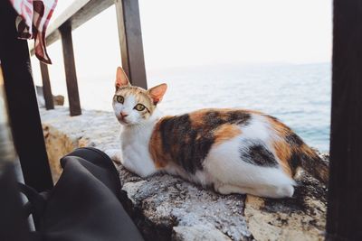 Cat sitting by sea