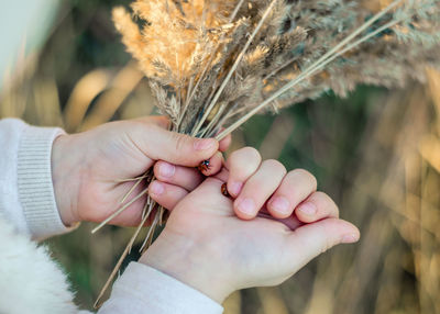 Cropped image of kid holding plants and insects