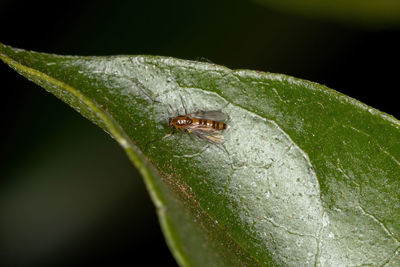 Close-up of insect on leaf