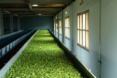 Drying tea in tea plantation in darjeeling