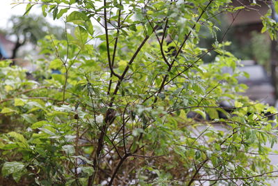 Close-up of green tree