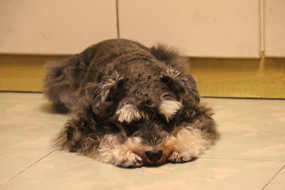 Close-up portrait of dog relaxing at home