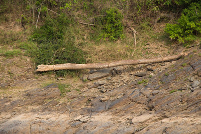 High angle view of lizard on log in forest