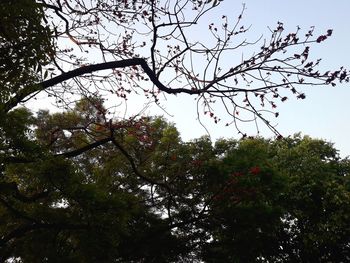 Low angle view of tree against clear sky