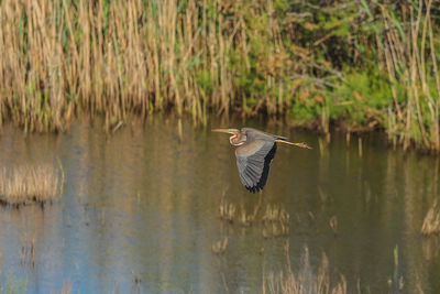 Bird flying over lake