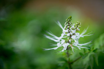 Close-up of flowering plant