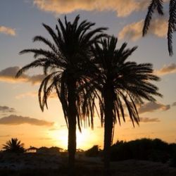 Silhouette of palm trees at sunset