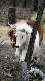 Horse in a field