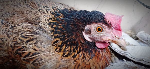 Close-up of rooster