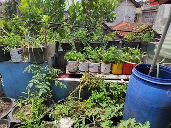 Potted plants in yard