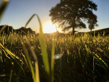 Close-up of stalks in field against sunset