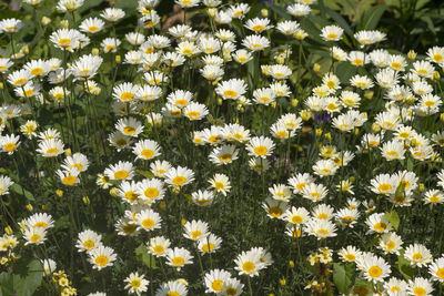 Close-up of white daisy flowers